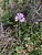 Allium roseum, Αγγλ. Pink/Rosy garlic (Ρόδινο αγριόσκορδο)